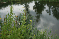 Oenothera biennis