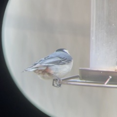 Sitta carolinensis