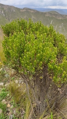 Baccharis linearifolia