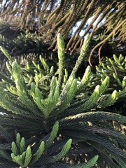 Araucariaceae