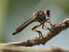 Ommatius floridensis