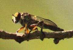 Ommatius floridensis