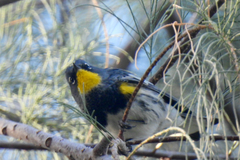 Setophaga coronata auduboni