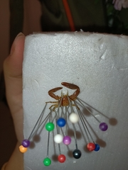Pisidia