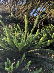 Araucariaceae