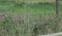 Tephrosia grandiflora