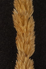 Phalaris angusta