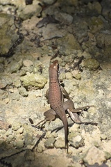 Leiocephalus macropus immaculatus