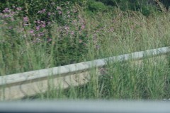 Tephrosia grandiflora