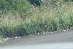 Tephrosia grandiflora