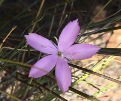 Dianthus thunbergii