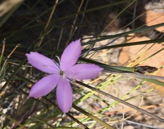 Dianthus thunbergii