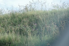 Tephrosia grandiflora