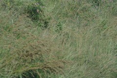 Tephrosia grandiflora