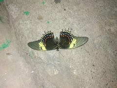 Heraclides androgeus