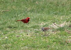 Cardinalis cardinalis