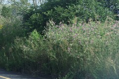 Tephrosia grandiflora