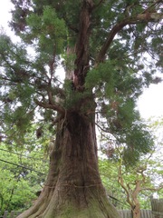 Cryptomeria japonica