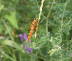 Crocothemis erythraea