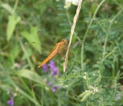 Crocothemis erythraea