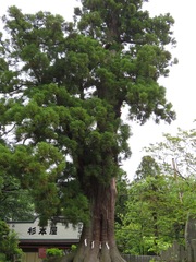 Cryptomeria japonica