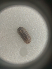 Armadillidium vulgare