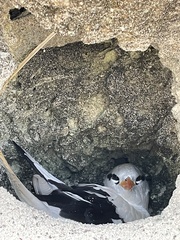 Phaethon lepturus catesbyi