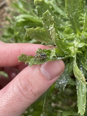 Trirhabda luteocincta