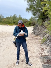 Phaethon lepturus catesbyi