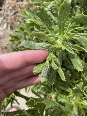 Trirhabda luteocincta