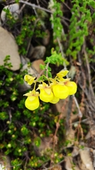 Calceolaria sparsiflora