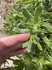 Trirhabda luteocincta