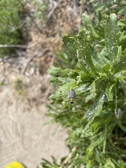 Trirhabda luteocincta