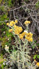 Achyrocline saturejoides