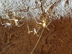 Hadenoecus subterraneus