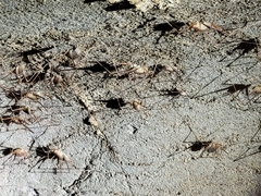 Hadenoecus subterraneus