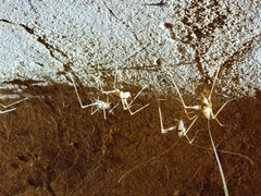 Hadenoecus subterraneus