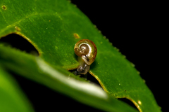 Macrochlamys hippocastaneum