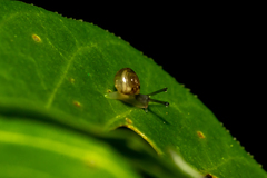 Macrochlamys hippocastaneum