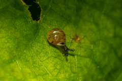 Macrochlamys hippocastaneum