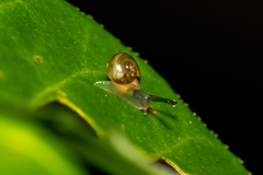 Macrochlamys hippocastaneum