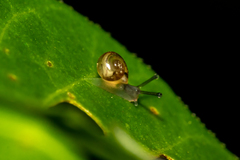 Macrochlamys hippocastaneum