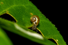 Macrochlamys hippocastaneum