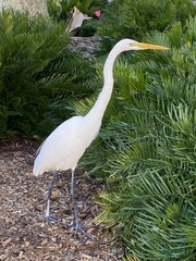 Ardea alba