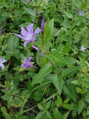 Vinca difformis
