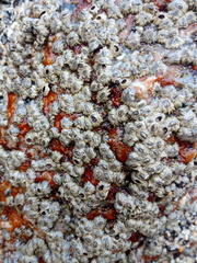 Chthamalus hedgecocki