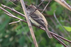 Empidonax traillii traillii
