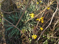 Narcissus