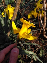 Narcissus