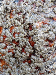 Chthamalus hedgecocki